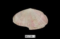 藏品(卵形櫻蛤)的圖片